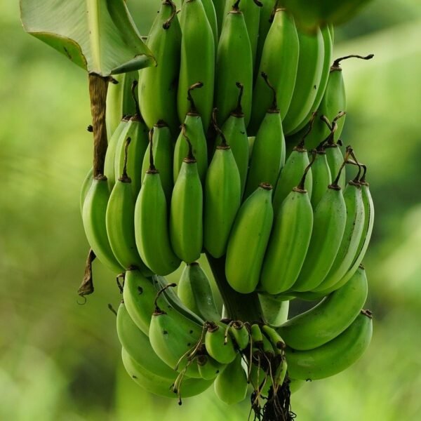 Bannana ‘Dwarf’