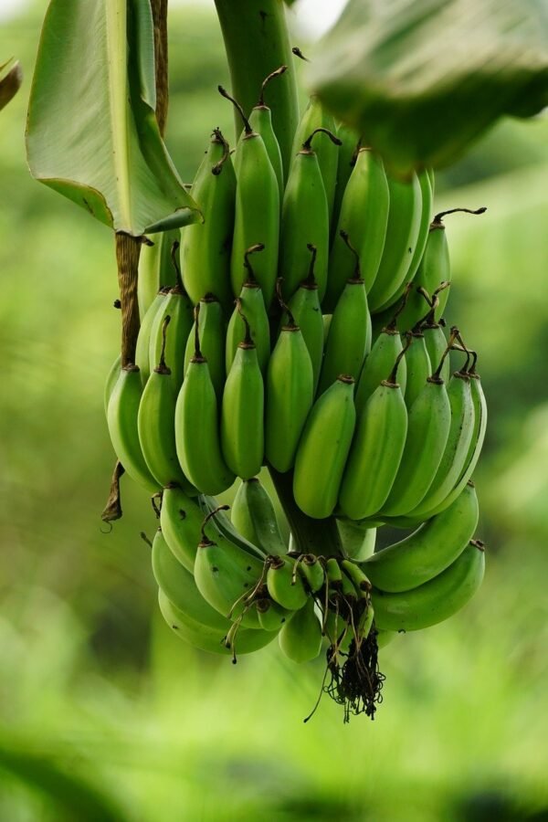 Bannana ‘Dwarf’
