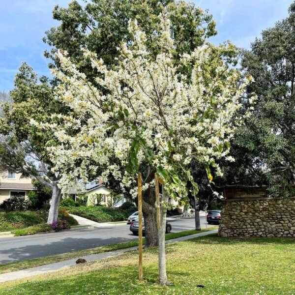 Bauhinia Varigeta – White orchid