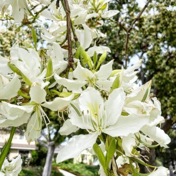 Bauhinia Varigeta – White orchid