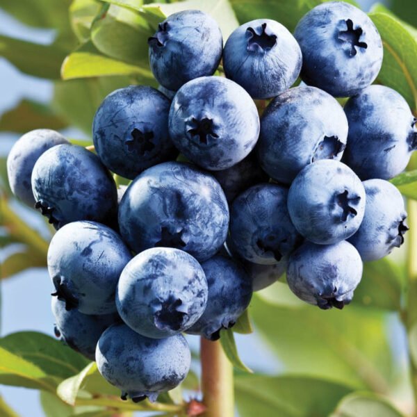 Blueberry