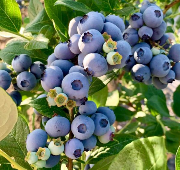Blueberry