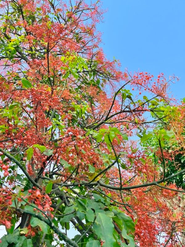 Brachychiton Acerifolius Grafted