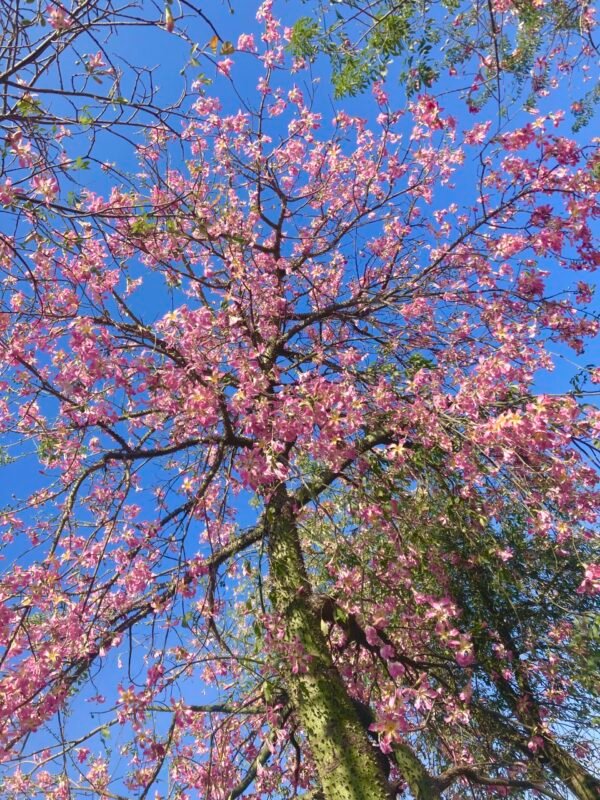 Buda Tree