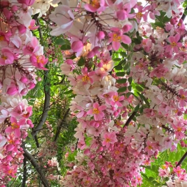 Cassia Nodusa