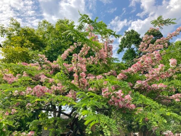 Cassia Nodusa
