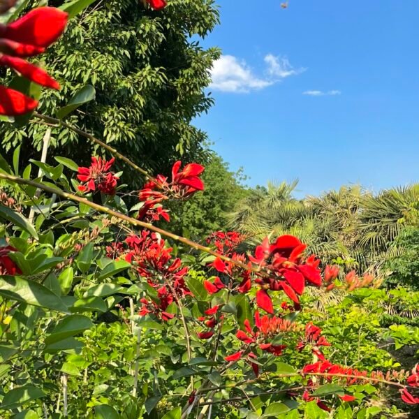 Coral Tree – Erythrina Blakei