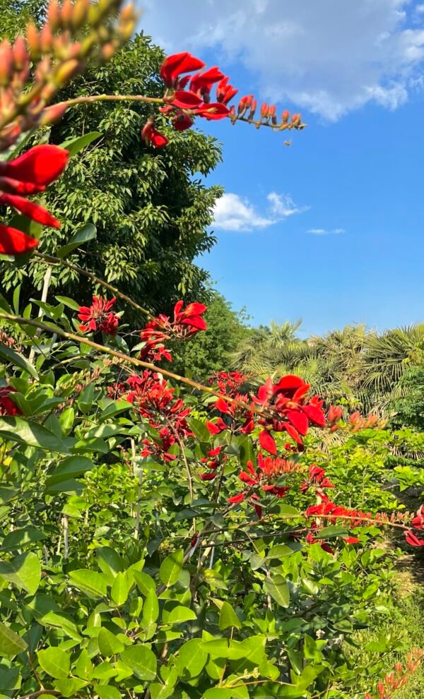 Coral Tree – Erythrina Blakei