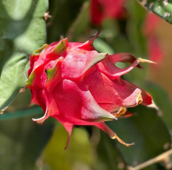 Dragon Fruit – White-fleshed pitahaya