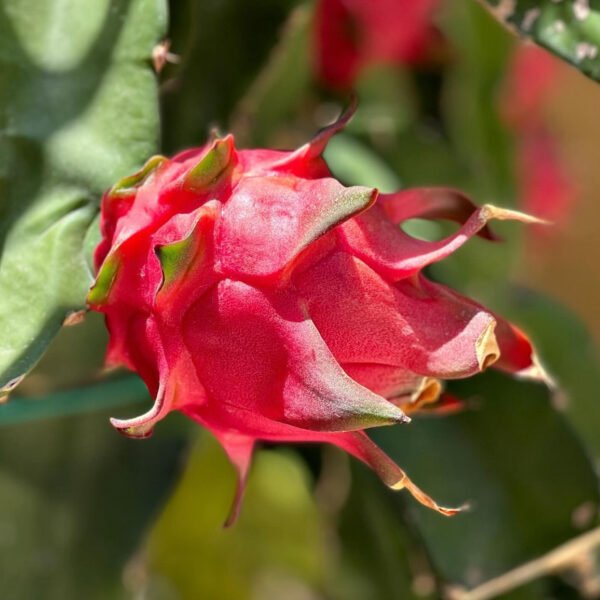 Dragon Fruit – White-fleshed pitahaya