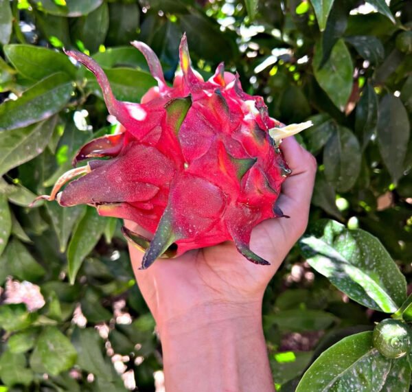 Dragon Fruit – White-fleshed pitahaya