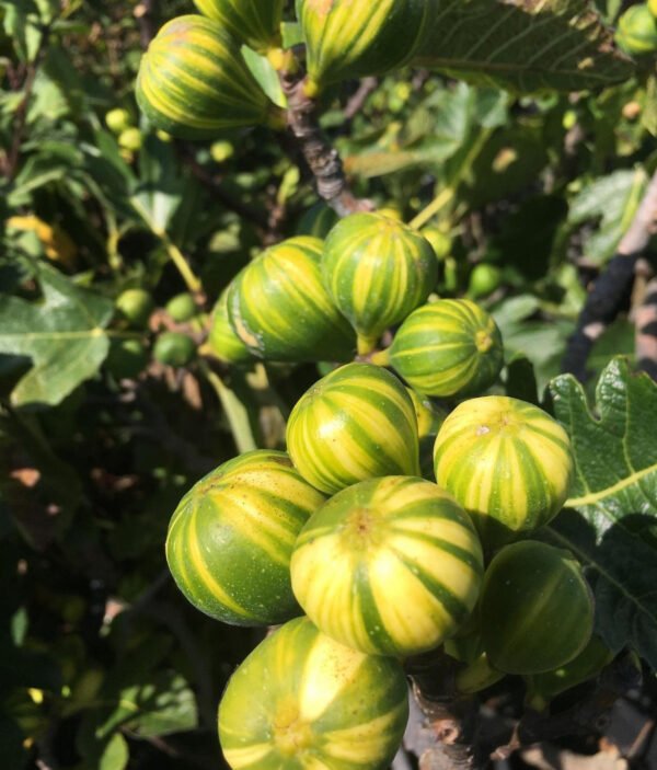 Fig ‘Panache tiger stripe’