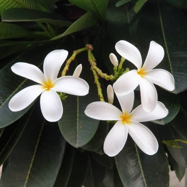 Gul-e-Cheen(Fragrant) – Plumeria Rubra