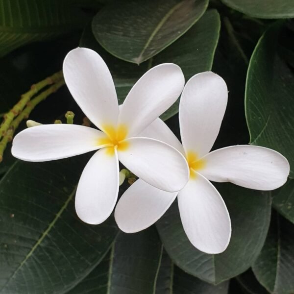 Gul-e-Cheen(Fragrant) – Plumeria Rubra