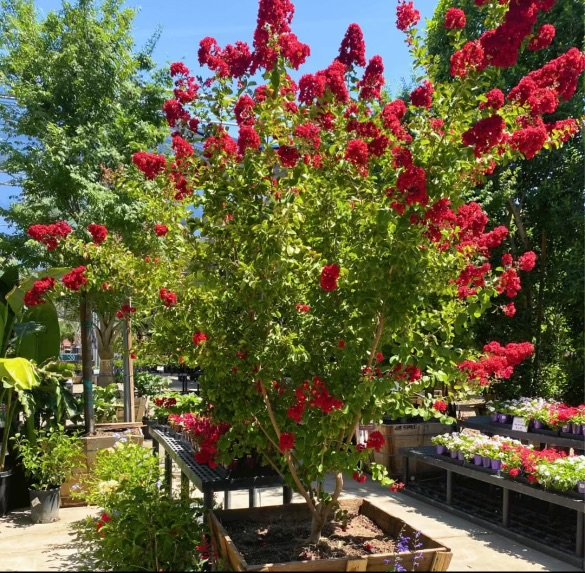 Lagerstromia ‘Dynamite’