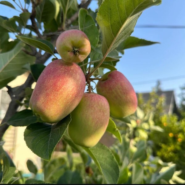 Apple ‘Enna’