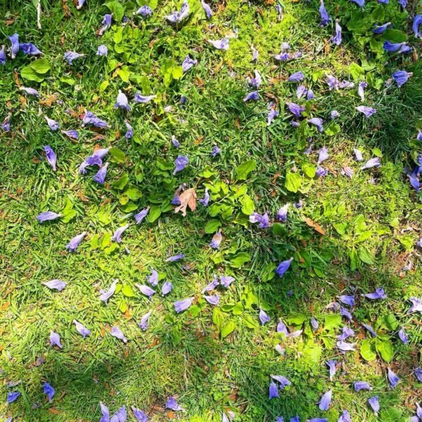 Jacaranda Mimosifolia