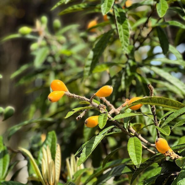 Loquat