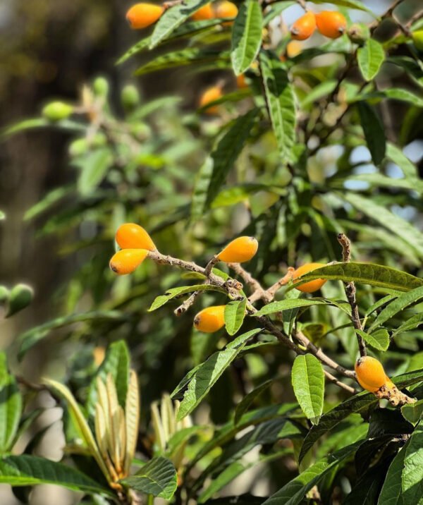 Loquat