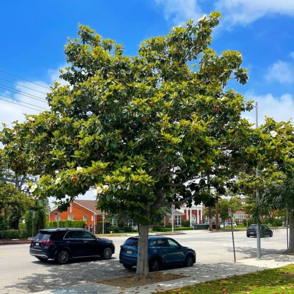 Magnolia Grandiflora