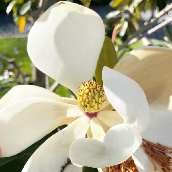 Magnolia Grandiflora