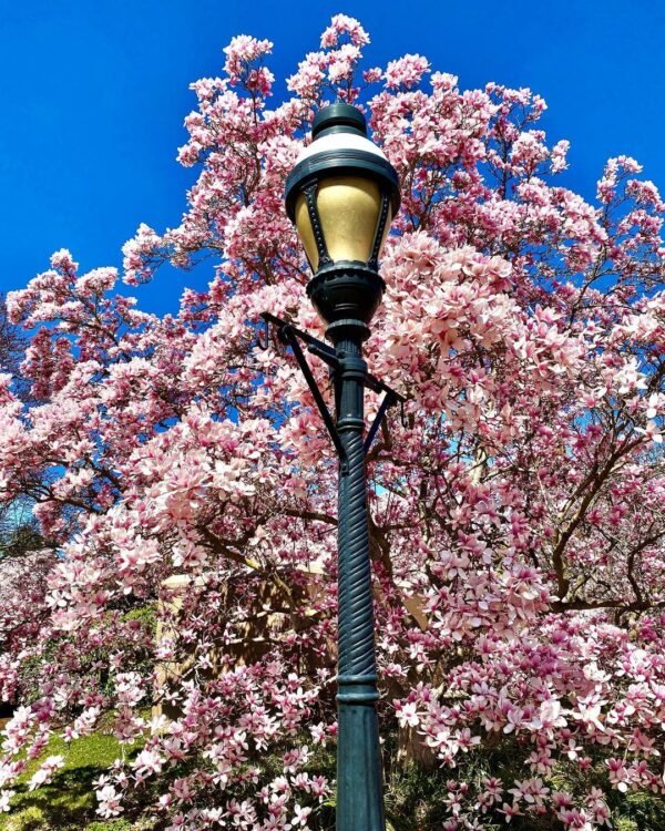 Magnolia X Soulangeana