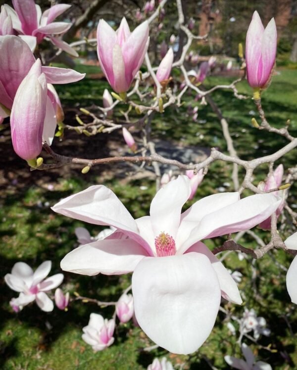 Magnolia X Soulangeana