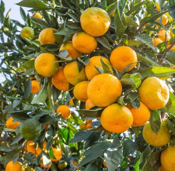 Mandarin ‘Honey’