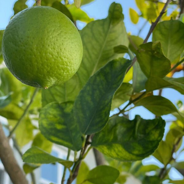 Mexican Lime