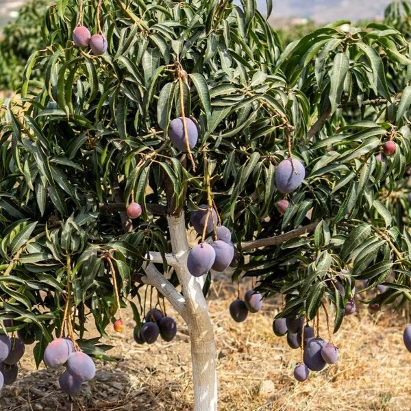 Mango ‘Sensation’