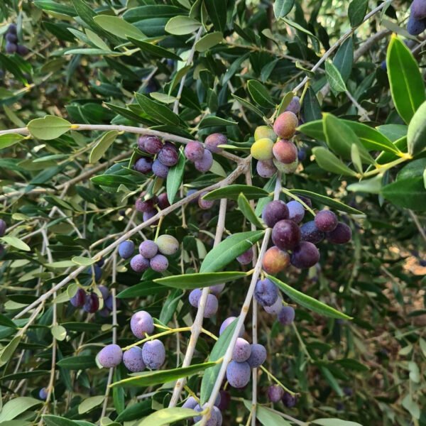 Olive-Arbiquina