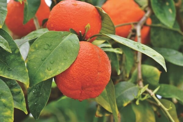 Orange ‘Red Blood’