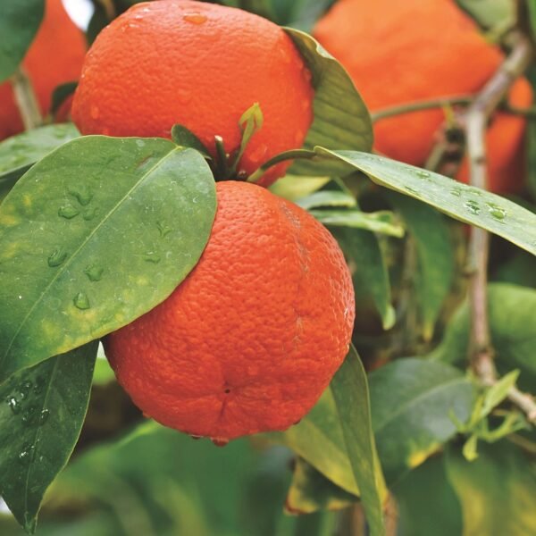 Orange ‘Red Blood’