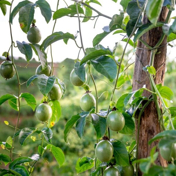 Passion Fruit