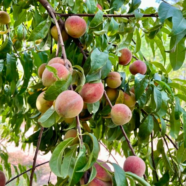 Peach
