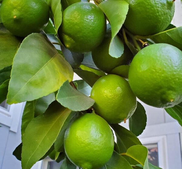 Persian lime