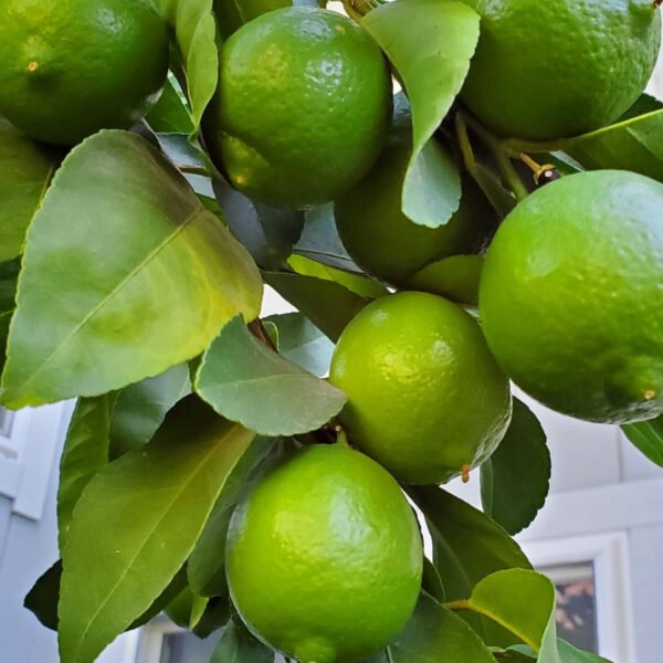 Persian lime
