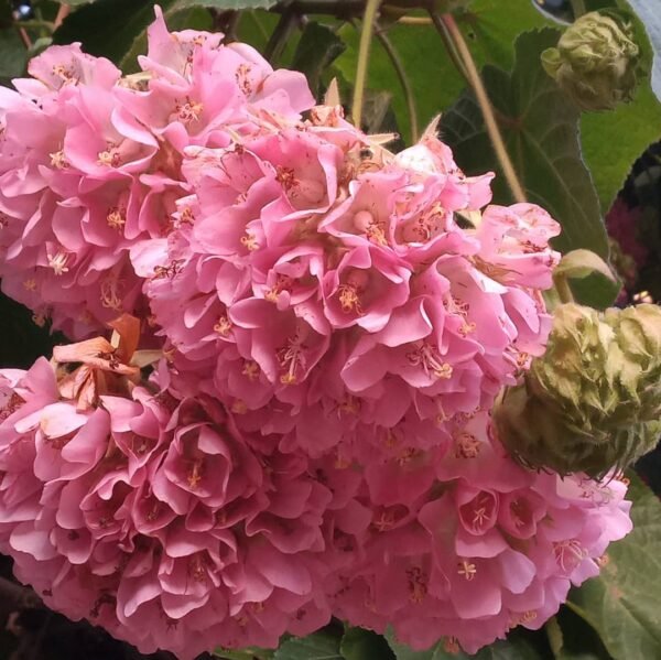 Pink Ball Dombeya – Dombeya Wallichii
