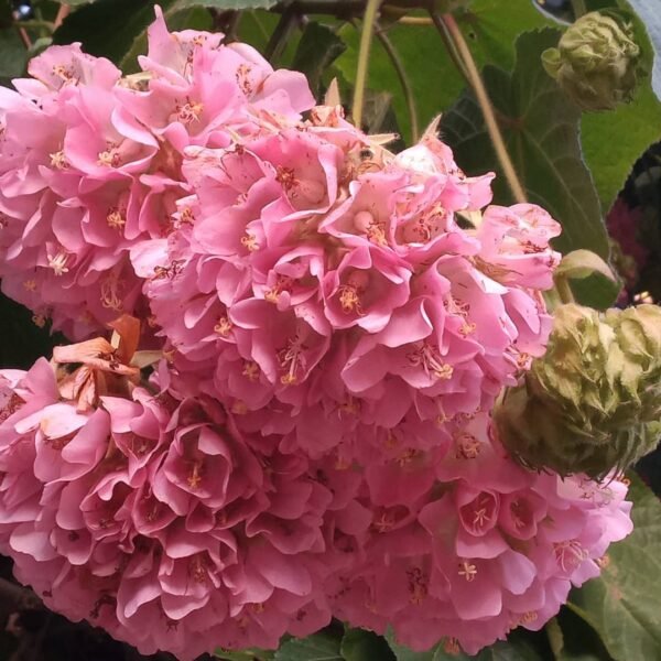 Pink Ball Dombeya – Dombeya Wallichii