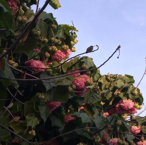 Pink Ball Dombeya – Dombeya Wallichii