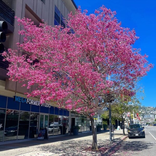 Pink Trumpet