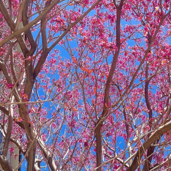 Pink Trumpet