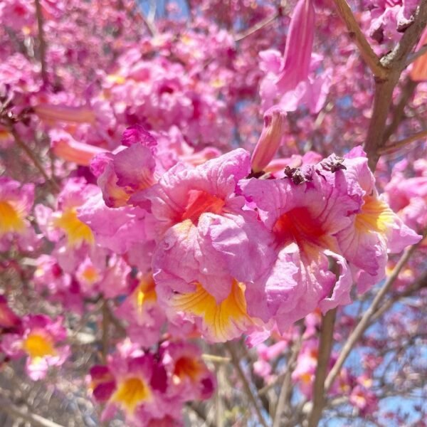Pink Trumpet