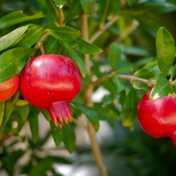 Pomegranate ‘Red wonderful’