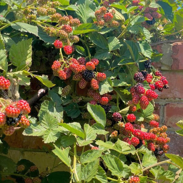 Raspberry