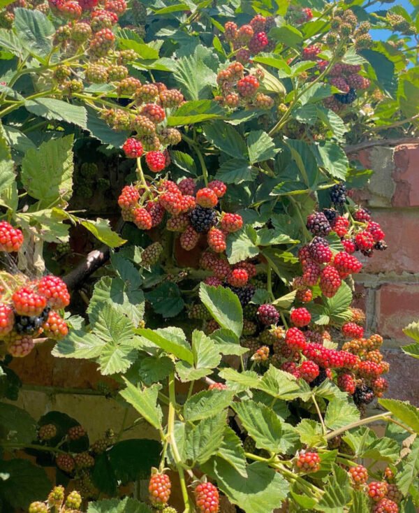Raspberry