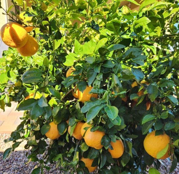 Rio Red Grape fruit