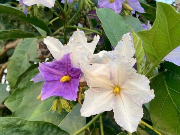 Solanum macranthum – Brazilian Potato Tree