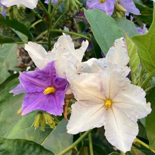 Solanum macranthum – Brazilian Potato Tree
