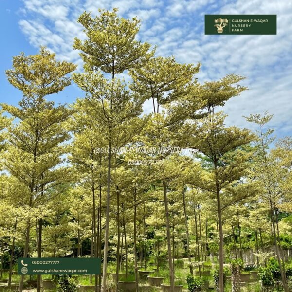 Terminalia Mantaly ‘verigated’